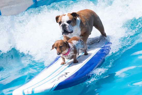 The final team of surfing dogs included veteran Sully, who surfed in the 2012 Rose Parade, and newcomer Coppertone, the dachshund.